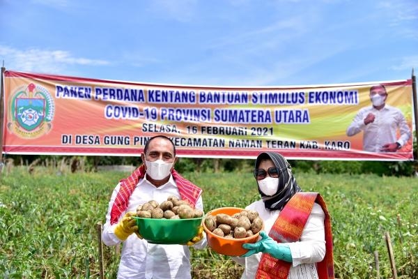 Panen Perdana Kentang Bersama Petani Karo, Gubernur Edy Rahmayadi Dukung Hasil Pertanian Jadi Industri Makanan Olahan